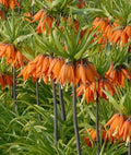 Buy Fritillaria imperialis 'Prolifera' Bulbs online UK
