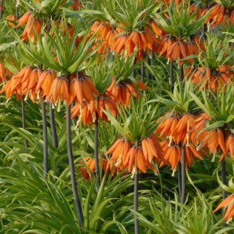 Buy Fritillaria imperialis 'Prolifera' Bulbs online UK