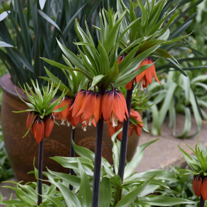 Buy Fritillaria imperialis 'Rubra' Bulbs online UK