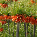 Buy Fritillaria imperialis 'Slagzwaard' Bulbs online UK