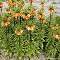 Buy Fritillaria imperialis 'Sulpherino' Bulbs online UK