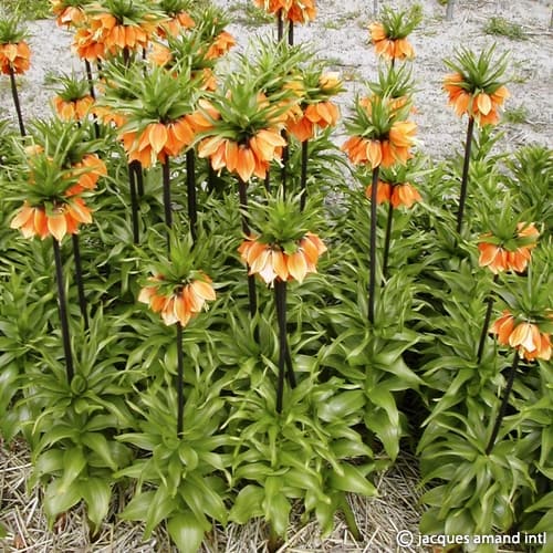 Buy Fritillaria imperialis 'Sulpherino' Bulbs online UK