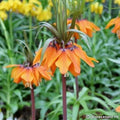 Buy Fritillaria imperialis 'Sunset' Bulbs online UK