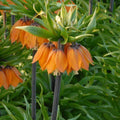 Buy Fritillaria imperialis 'The Premier' Bulbs online UK
