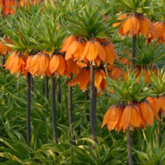 Buy Fritillaria imperialis 'The Premier' Bulbs online UK