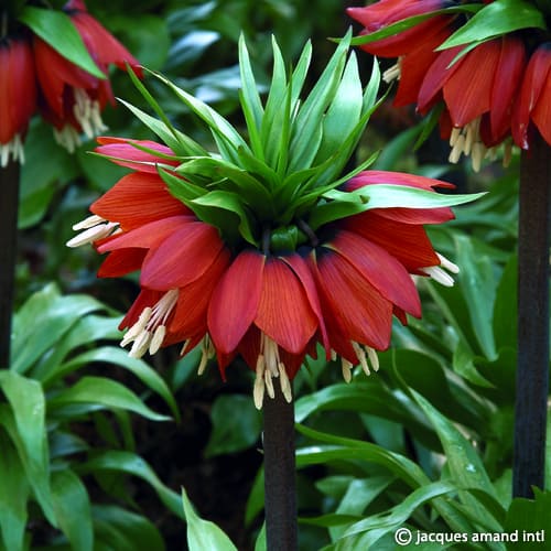 Buy Fritillaria imperialis 'William Rex' Bulbs online UK