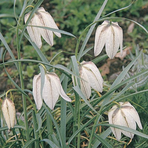 Buy Fritillaria meleagris alba (White Snake's Head Fritillary) Bulbs online UK