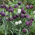 Buy Fritillaria meleagris (Snake's Head Fritillary) Bulbs online UK