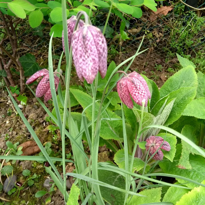 Buy Fritillaria meleagris (Snake's Head Fritillary) online UK
