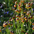 Buy Fritillaria michailovskyi (Michailovski Fritillary) Bulbs online UK