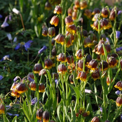 Buy Fritillaria michailovskyi (Michailovski Fritillary) Bulbs online UK