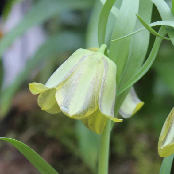 Buy Fritillaria olivieri (Oliver's Fritillary) Bulbs online UK