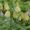 Buy Fritillaria pallidiflora (Siberian Fritillary) Bulbs online UK