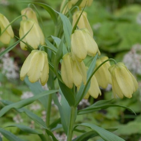 Buy Fritillaria pallidiflora (Siberian Fritillary) Bulbs online UK
