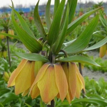 Buy Fritillaria 'Paradise Beauty' Bulbs online UK