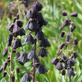 Buy Fritillaria persica 'Blues Brothers' Bulbs online UK