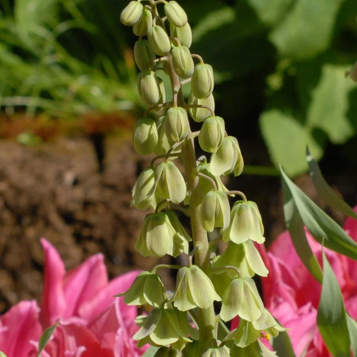 Buy Fritillaria persica 'Green Dreams' Bulbs online UK