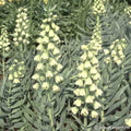 Buy Fritillaria persica 'Ivory Bells' Bulbs online UK