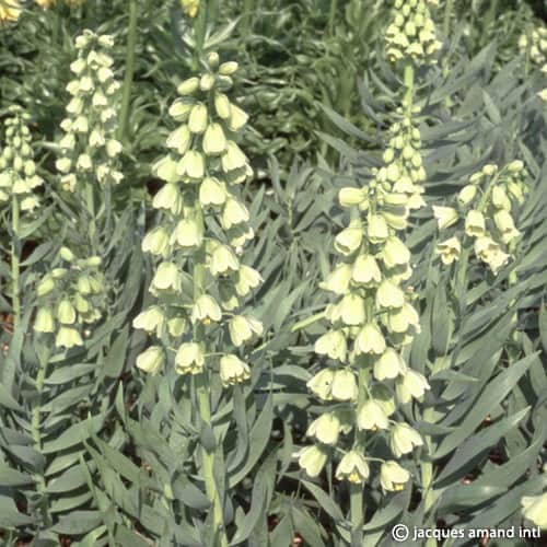 Buy Fritillaria persica 'Ivory Bells' Bulbs online UK