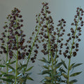 Buy Fritillaria persica 'Magic Bells' Bulbs online UK