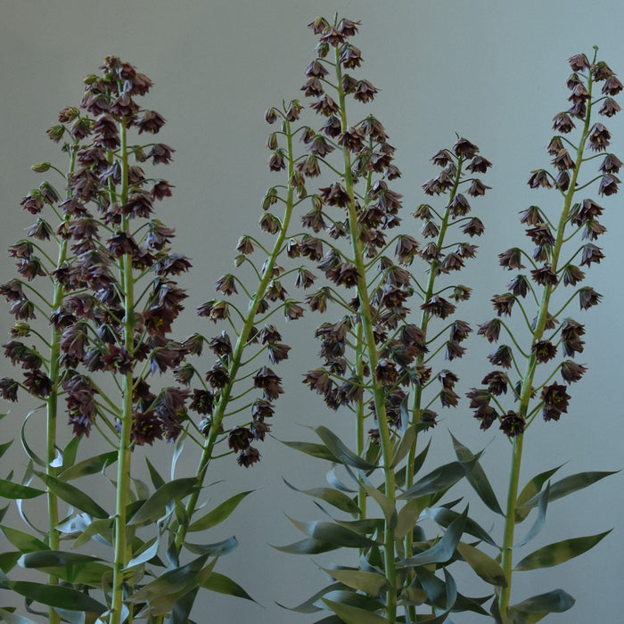 Buy Fritillaria persica 'Magic Bells' Bulbs online UK