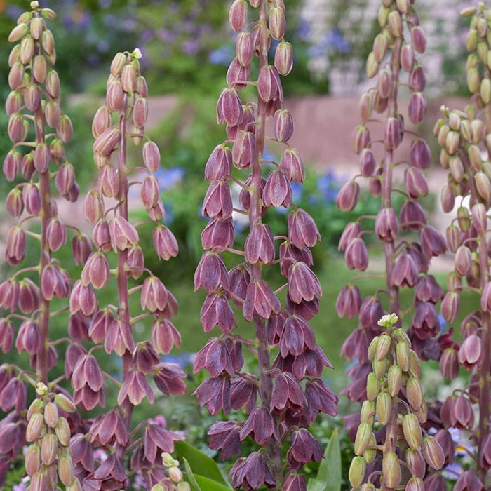 Buy Fritillaria persica 'Minaret' Bulbs online UK