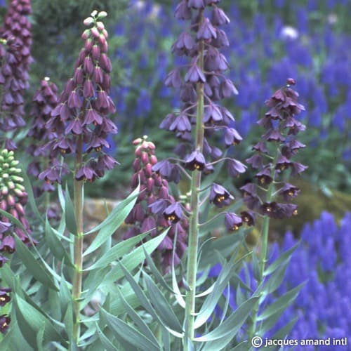 Buy Fritillaria persica (Persian Lily) Bulbs online UK