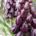 Buy Fritillaria persica 'Purple Dynamite' Bulbs online UK
