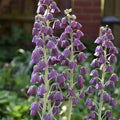 Buy Fritillaria persica 'Purple Favourite' Bulbs online UK