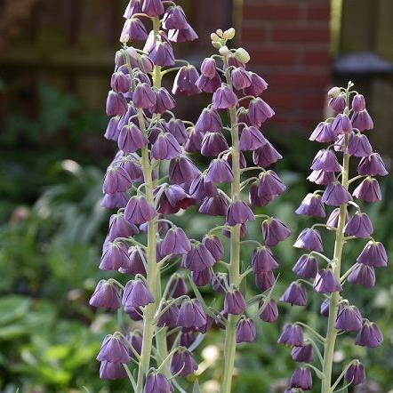 Buy Fritillaria persica 'Purple Favourite' Bulbs online UK