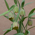 Buy Fritillaria pontica (Pontic Fritillary) Bulbs online UK