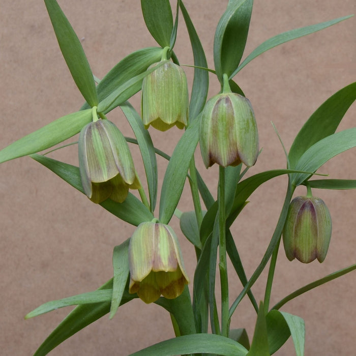 Buy Fritillaria pontica (Pontic Fritillary) Bulbs online UK