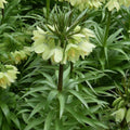 Buy Fritillaria raddeana (Radde's Fritillary) Bulbs online UK