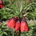 Buy Fritillaria 'Red Beauty' Bulbs online UK