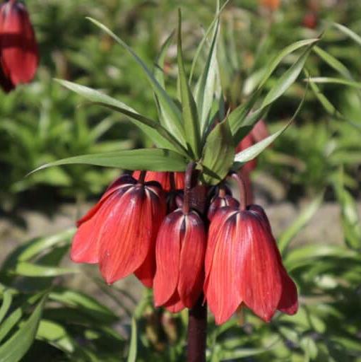 Buy Fritillaria 'Red Beauty' Bulbs online UK