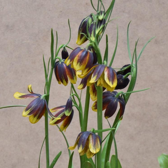 Buy Fritillaria reuteri (Iranian Fritillary) Bulbs online UK