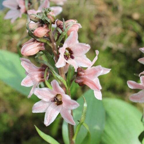 Buy Fritillaria stenanthera (Narrow-anther Fitillary) Bulbs online UK