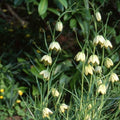 Buy Fritillaria thunbergii Bulbs online UK