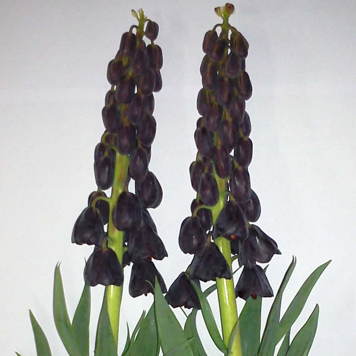 Buy Fritillaria 'Twin Towers Tribute' Bulbs online UK