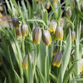 Buy Fritillaria uva-vulpis (Fox's Grape Fritillary) Bulbs online UK