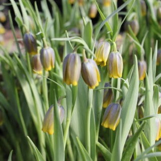 Buy Fritillaria uva-vulpis (Fox's Grape Fritillary) Bulbs online UK
