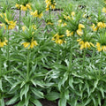 Buy Fritillaria 'Yellow Beauty' Bulbs online UK