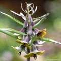Buy Fritilleria sewerzowii (Sewerzow's Fritillary) Bulbs online UK