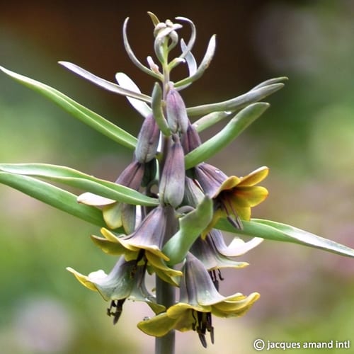Buy Fritilleria sewerzowii (Sewerzow's Fritillary) Bulbs online UK