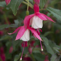 Buy Fuchsia 'Alice Hoffman' online UK