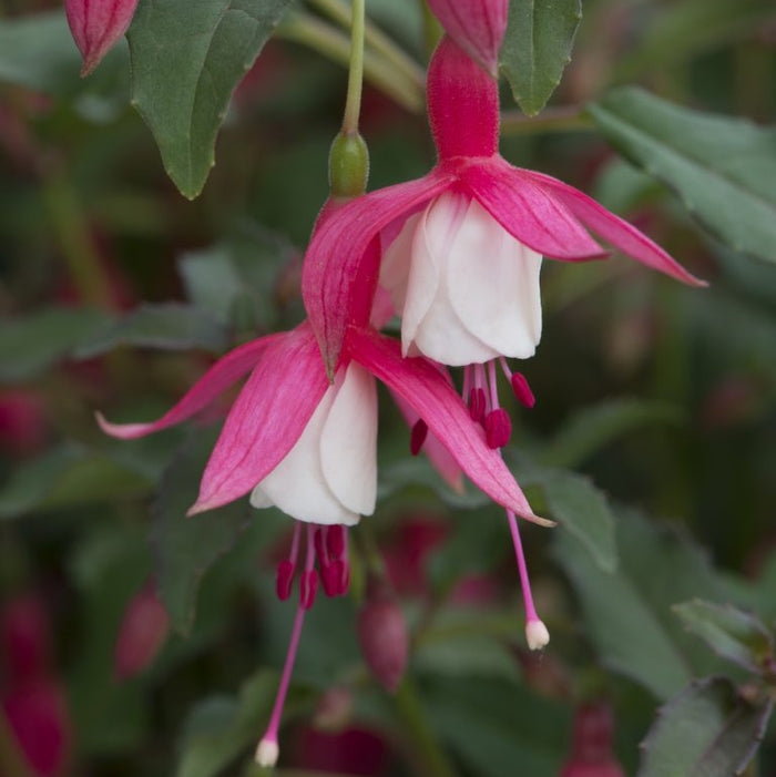 Buy Fuchsia 'Alice Hoffman' online UK