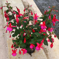 Buy Fuchsia 'Beacon' online UK