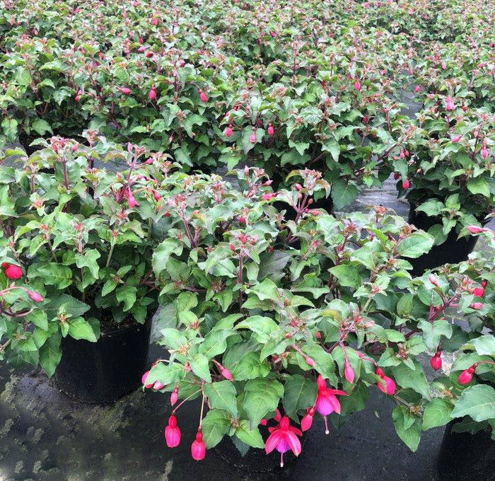 Buy Fuchsia 'Beacon' online UK