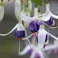 Buy Fuchsia 'Delta's Sarah' online UK