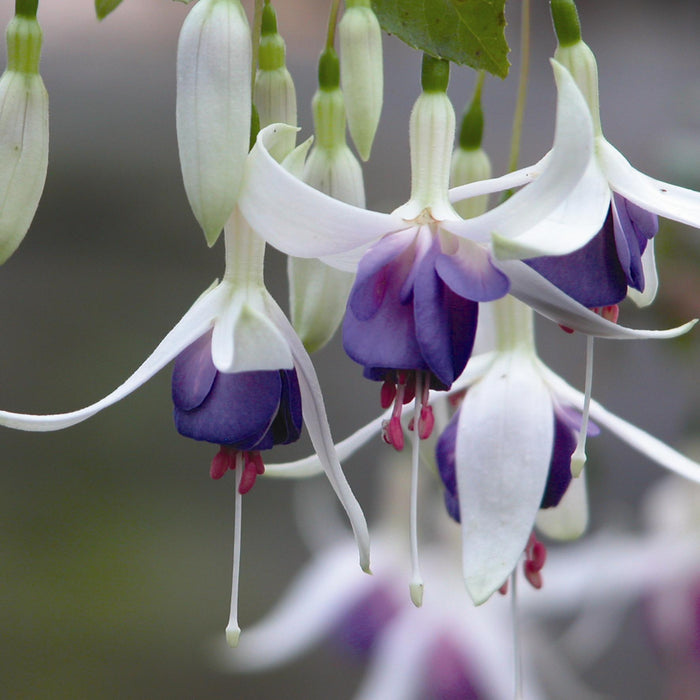 Buy Fuchsia 'Delta's Sarah' online UK